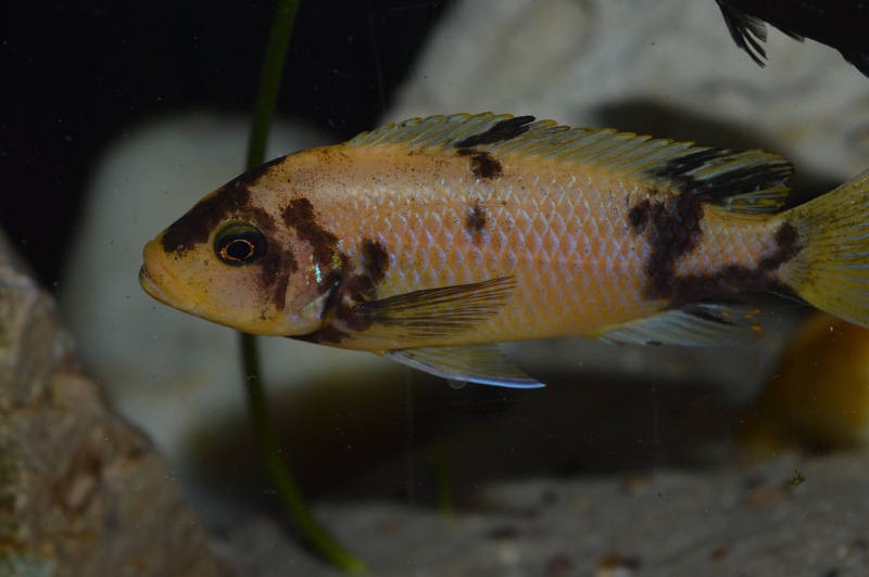 Maylandia zebra 'Masinje'